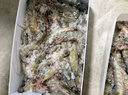 鲜京采 原装进口50/60厄瓜多尔白虾 去冰净重3.3斤 82-99只/盒 源头直发 实拍图