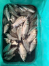佳钓尼（JIADIAONI）活鱼桶加厚鱼护钓鱼装鱼箱钓鱼桶厚底可折叠钓箱野钓专用 45cm 实拍图