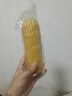 京鲜生 东北黄玉米260g*10棒 真空包装黏玉米棒粘玉米 源头直发 实拍图