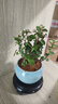 开时果 金枝玉叶盆栽多肉植物盆景 办公室内桌面花卉小绿植源头直发包邮 【热销款】哥窑浅蓝盆+苔藓+底托 实拍图