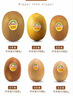 佳沛（zespri）新西兰  阳光金奇异果10粒礼盒巨大果单果约144-175g 水果 猕猴桃 实拍图