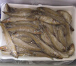 深海野生小沙丁鱼 深海捕捞无添加高DHA低脂 500g/盒一斤40条左右 野生沙丁鱼净重4斤 实拍图