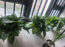 双盟绿萝盆栽除甲醛花卉绿植办公室新房净化空气 120款10盆源头直发 实拍图
