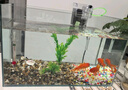 高清热弯浮法透明玻璃鱼缸客厅家用造景装饰生态中小型生态金鱼缸 热弯鱼缸-简易升级套餐 长40*宽23*高25cm 实拍图