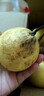 京喜加赵州水晶鸭梨新鲜水果产地直发【六】单果180g起 1粒单果170g+ 实拍图