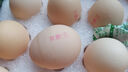 京鲜生柴鸡蛋30枚 3斤 无抗生素 谷物喂养鲜鸡蛋 源头直发 实拍图