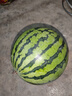 京鲜生 无籽麒麟大西瓜 1粒装 7-9斤 生鲜水果 实拍图