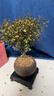 开时果 小叶赤楠盆景摆件 办公室桌面绿植花卉好养盆栽植物源头直发包邮 【热销款】舍得紫砂盆+黑石+底座 实拍图