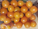 京喜加夏日阳光小番茄黄色迷恋圣女果即食水果小柿子现摘现发减肥 黄色圣女果一斤装 实拍图