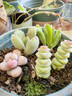 【招财进宝多肉】钱串吸财树桃蛋吹雪之松锦精选系列好养基地直发 钱串+吸财树+熊童子+桃蛋 实拍图
