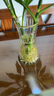 特大号轻奢创意简约玻璃花瓶透明水养鲜花北欧ins风客厅插花摆件 【28高描金】透明太阳花 实拍图