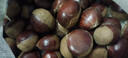 【东东农场专供】25年丹东新板栗生板栗炒菜专用新鲜蔬菜生鲜 丹东鲜板栗 4斤 送栗爪 实拍图
