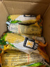 正宗新鲜东北黄糯玉米绿色食品真空包装加热即食减肥减脂代餐早餐 10根/箱 实拍图