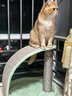 兽牌拱桥剑麻猫抓板不掉屑立式猫爬架猫磨爪猫玩具猫窝冬季保暖带垫子 薄荷绿【清新简约色】 实拍图