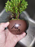 八芽 小叶赤楠盆景摆件室内绿植花卉盆栽老桩客厅办公室桌面好养植物 （【热销款】舍得紫砂盆赤楠+苔藓+底座） 实拍图