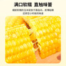 北纬47度黄糯玉米4.8斤(240g*10根)东北甜黏鲜玉米棒真空包装  早餐苞米 实拍图