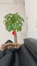 叹为观止大型植物发财树各种大颗盆栽开业乔迁客厅办公室内好养大型花卉 单杆发财树【1.4-1.5米】 含盆 实拍图