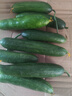 京喜加新鲜无刺水果小黄瓜小青瓜脆甜荷兰脆嫩生吃黄瓜蔬菜 水果黄瓜 2斤 带箱活动 实拍图
