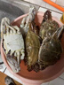 新鲜梭子蟹鲜活冷冻大螃蟹舟山海鲜水产野生梭子蟹活冻飞蟹白蟹 7-9两/只 【净重5斤 舟山直发】 实拍图