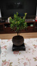 开时果 小叶赤楠盆景摆件 办公室桌面绿植花卉好养盆栽植物源头直发包邮 【推荐款】舍得紫砂盆+苔藓+底座 实拍图