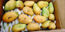 尔蝶海南小台农芒果10斤新鲜小台芒当季热带水果现摘甜心小芒果整箱 精选大果 单果90-120g-热卖爆甜 精选5斤装 净重4.5斤 实拍图