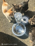 甜浪海猫碗双碗自动喂食器不锈钢狗盆幼猫吃饭喝水防打翻饮水机宠物食盆 实拍图