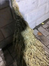 姚河竹扫把大号老式马路扫帚庭院户外扫把工厂车间专用笤帚一体五把装 实拍图