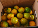 京鲜生 福建永安蜜橘 5斤 单果50g起 橘子/桔子  生鲜水果礼盒 实拍图