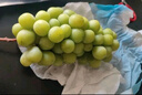 京觅国产晴王阳光葡萄 净重4.7斤 单粒10g+ 香印葡萄青提子 源头直发 实拍图