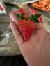 京鲜生 丹东99红颜奶油草莓 1斤装 单果22-30g 生鲜水果 实拍图