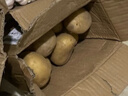 京喜加新鲜黄心土豆农家自种黄皮马铃薯黄心洋芋新鲜蔬菜 1斤 实拍图