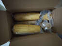 京鲜生东北白糯玉米330g*8根 甜黏玉米低脂早餐代餐粗粮真空装 源头直发 实拍图