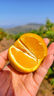 甜果源 麻阳冰糖橙 手剥橙子湖南高山脐甜橙子果冻甜橙当季新鲜水果 净重3斤【尝鲜装】 单果60-65mm【精选中果】 实拍图