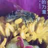 传粉的力量传粉科普生物百科科普读物 实拍图