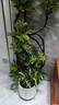 叹为观止大型植物发财树各种大颗盆栽开业乔迁客厅办公室内好养大型花卉 造型鸭脚木【1.4-1.6米】 含盆 实拍图