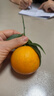 【热销】湖北秭归脐橙鲜果上市 净重9斤70-75m 实拍图