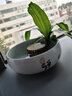 裕轩堂水仙花盆陶瓷创意大号无孔铜钱草碗莲睡莲多肉小水培容器一叶莲 禅静8寸 大 实拍图