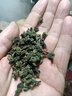 陈一凡 茶叶金观音乌龙茶清香型 新茶秋茶安溪高山乌龙茶袋装500g 实拍图