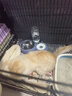 甜浪海猫碗双碗自动喂食器不锈钢狗盆幼猫吃饭喝水防打翻饮水机宠物食盆 实拍图