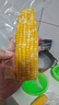 京鲜生甘肃水果玉米220g*8棒真空甜玉米棒低脂代餐免煮开袋即食源头直发 实拍图
