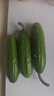 山东寿光水果黄瓜生吃脆新鲜荷兰青瓜当季无刺小黄瓜源头直发 精品水果黄瓜 2斤 实拍图