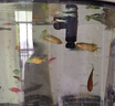 CRAZY PLANT曼龙鱼活体观赏鱼活体热带好养耐活淡水冷水招财风水水族小金鱼苗 【赛级双色】黄蓝曼龙 6+2 实拍图