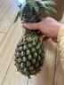 广东徐闻香水菠萝新鲜水果生鲜热带孕妇水果整箱包邮 【限时低价】1个装  单果650g起 实拍图