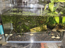 高清热弯玻璃鱼缸 透明家庭一体客厅桌面水草缸龟缸生态溪流 高清热弯鱼缸30*18*20cm 实拍图