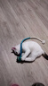 赞宠蓝色小鳄鱼摇摇绳猫玩具猫咪磨牙棒逗猫棒自嗨解闷耐咬小猫幼猫 实拍图