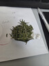 汉山2025新茶春茶汉中仙毫明前采摘高山雀舌绿茶新茶叶可冷泡绿茶 M2特级精品 100g*1罐 单芽高品质款 实拍图