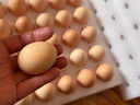 京鲜生 无抗保洁鲜鸡蛋30枚/盒 健康轻食 礼盒送礼 1.5kg/盒 源头直发 实拍图