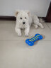 HELLOJOY狗狗玩具自嗨解闷神器幼犬耐咬磨牙泰迪柯基比熊消耗体力宠物用品 实拍图