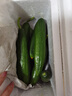 京喜加新鲜无刺水果小黄瓜小青瓜脆甜荷兰脆嫩生吃黄瓜蔬菜 水果黄瓜 2斤 带箱活动 实拍图