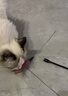 【京东快递】仙女逗猫棒猫咪玩具带铃铛逗猫神器耐咬羽毛逗猫棒 羽毛粉色款1支 实拍图